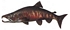 chum salmon t02