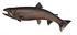 cutthroat trout t02