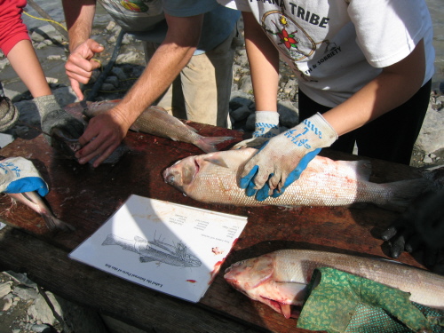 Students disect whitefish