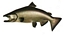 king salmon t06