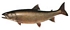 lake trout t