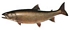 lake trout t02