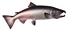 silver salmon t04