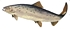 tiny Atlantic Salmon02