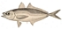 tiny Scad02